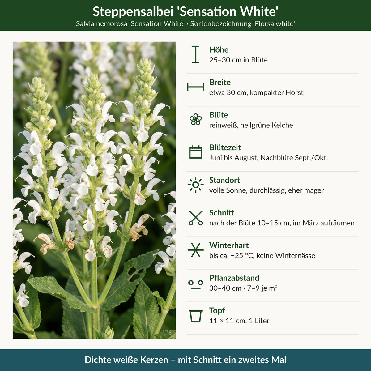 Steckbrief Salvia nemorosa 'Sensation White': Höhe, Breite, Blüte, Blütezeit, Standort, Schnitt, Winterhärte, Pflanzabstand, Topf