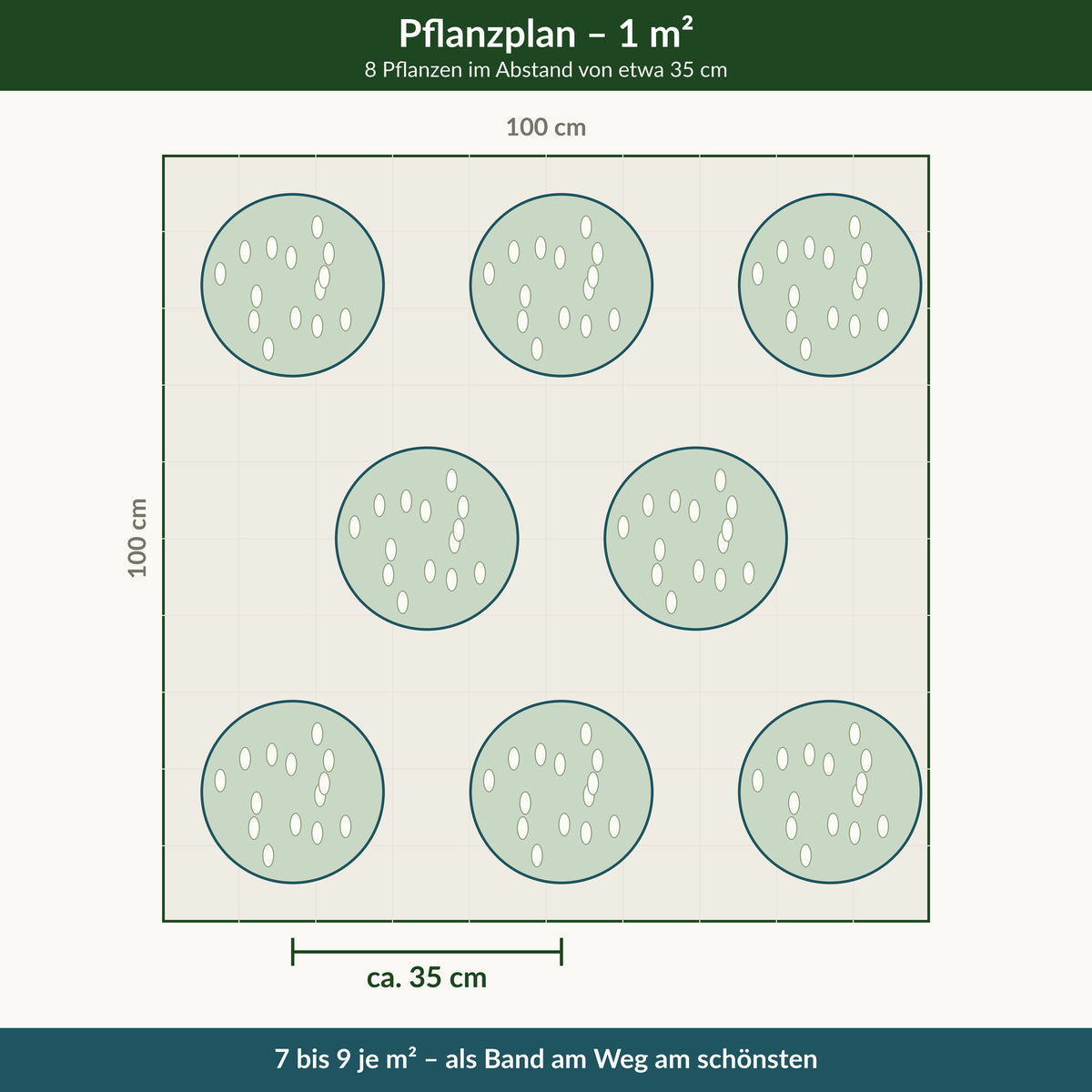 Pflanzplan für einen Quadratmeter: 8 Pflanzen im Abstand von etwa 35 cm