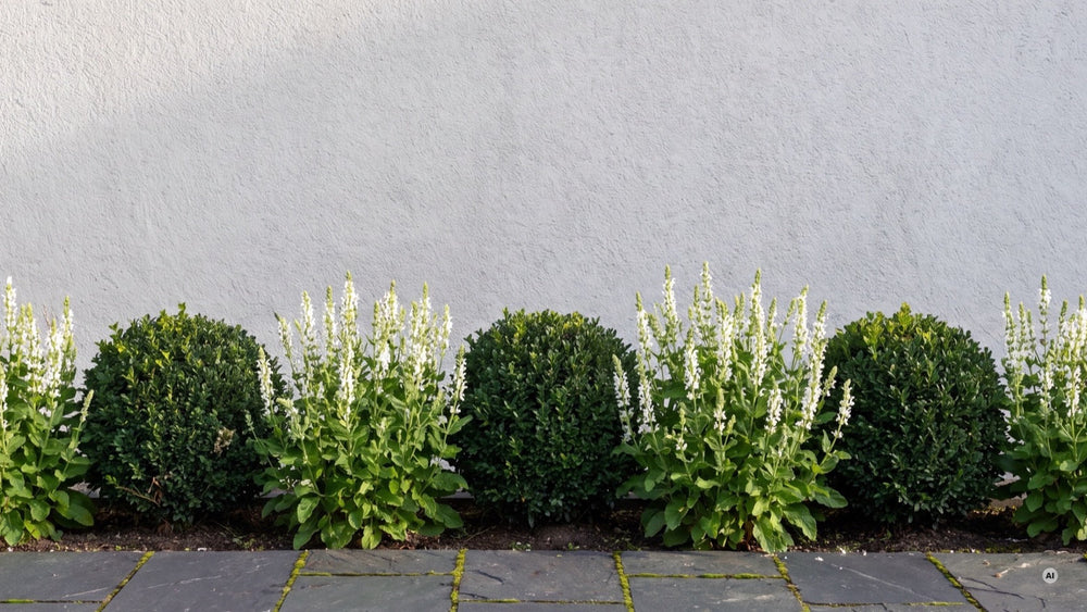 'Sensation White' im Wechsel mit 30 cm hohen Ilex-Kugeln vor einer hellen Hauswand