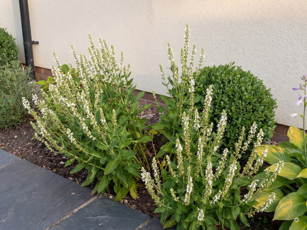 Zweite Blüte von 'Sensation White' im September nach dem Sommerschnitt
