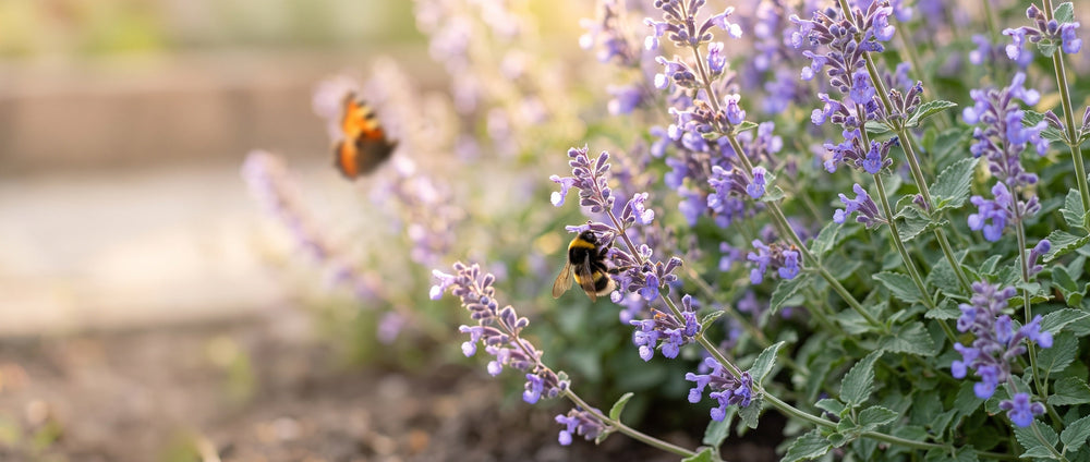 Hummel und Schmetterling an den Blütenständen der Katzenminze