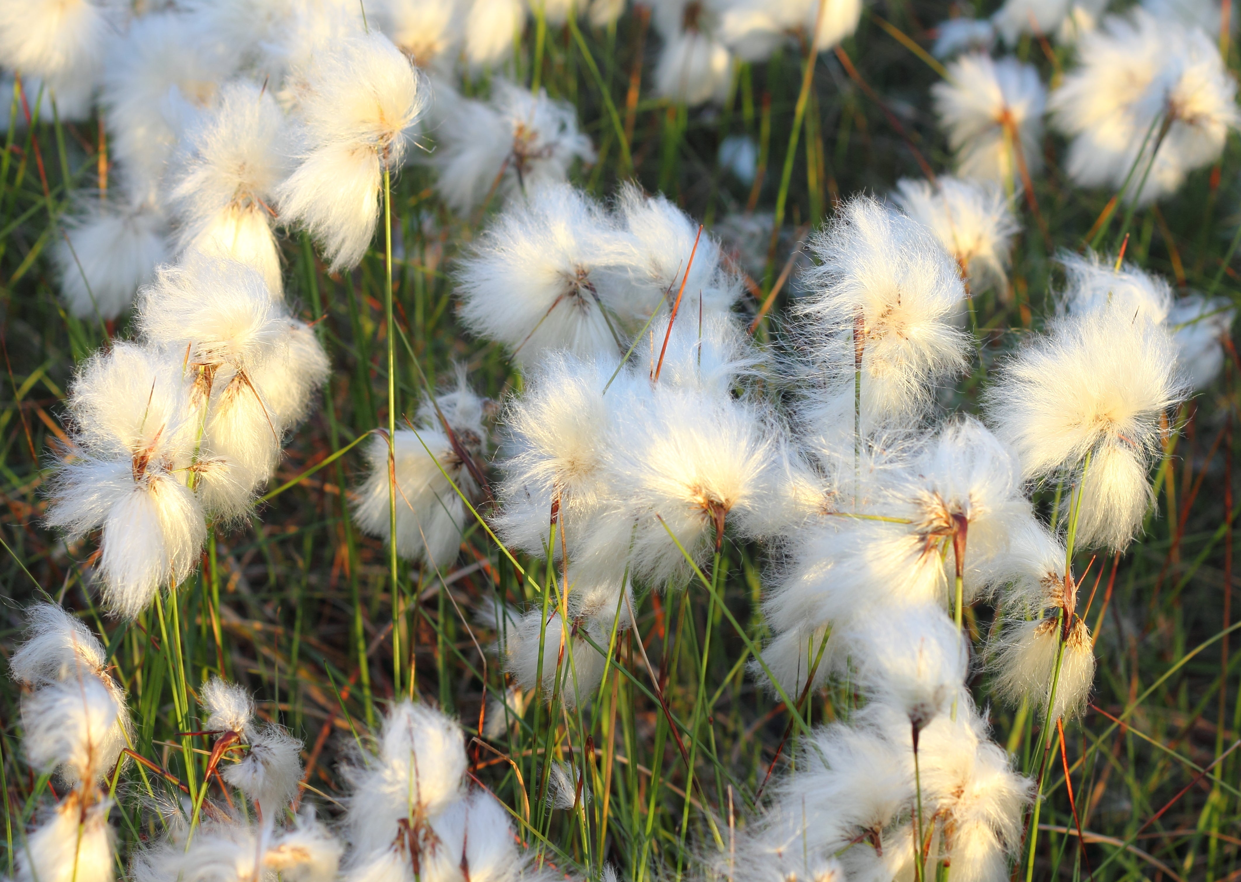 Eriophorum angustifolium / Wollgras