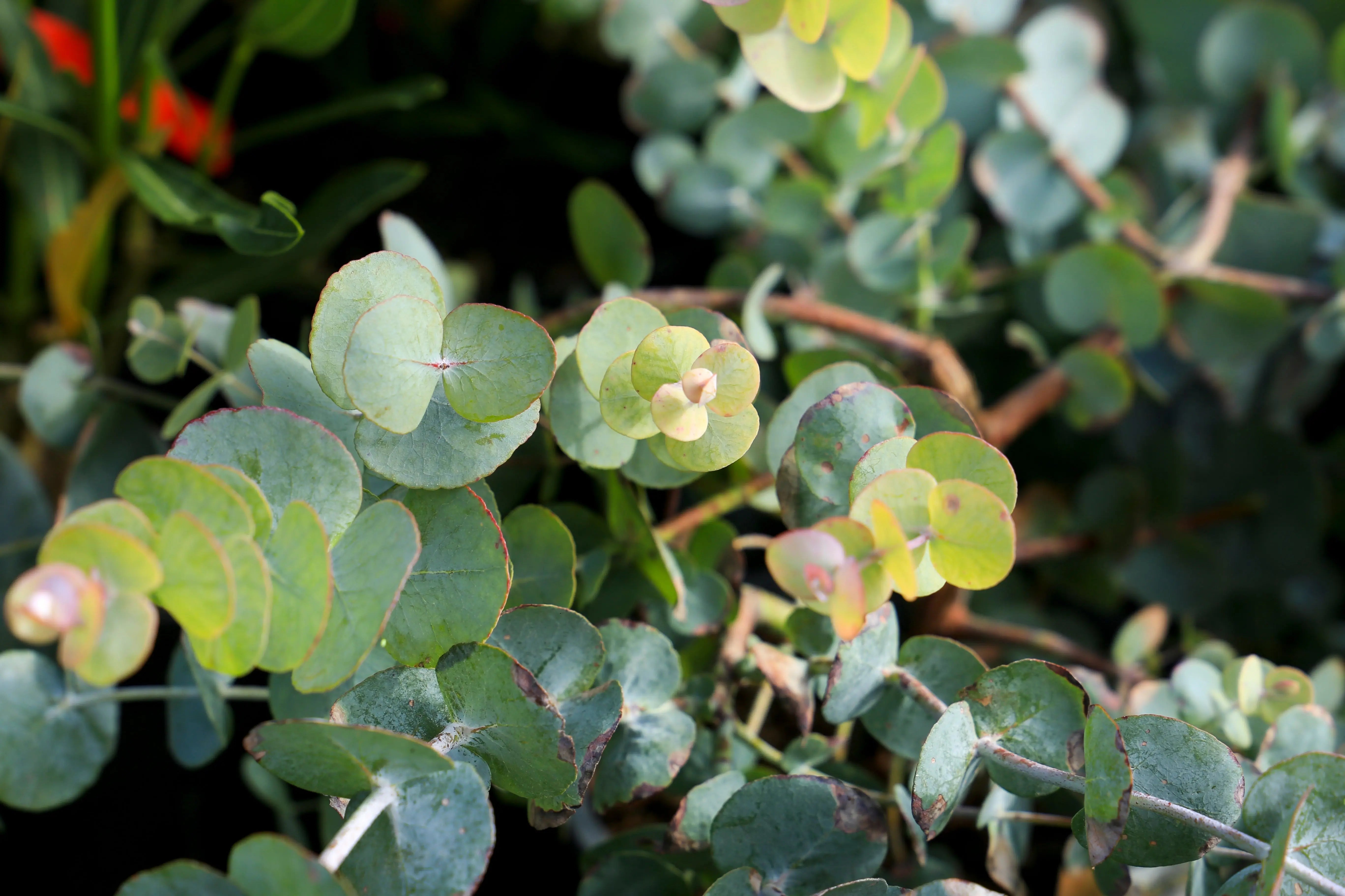 Eukalyptus gunnii / Blaugummibaum