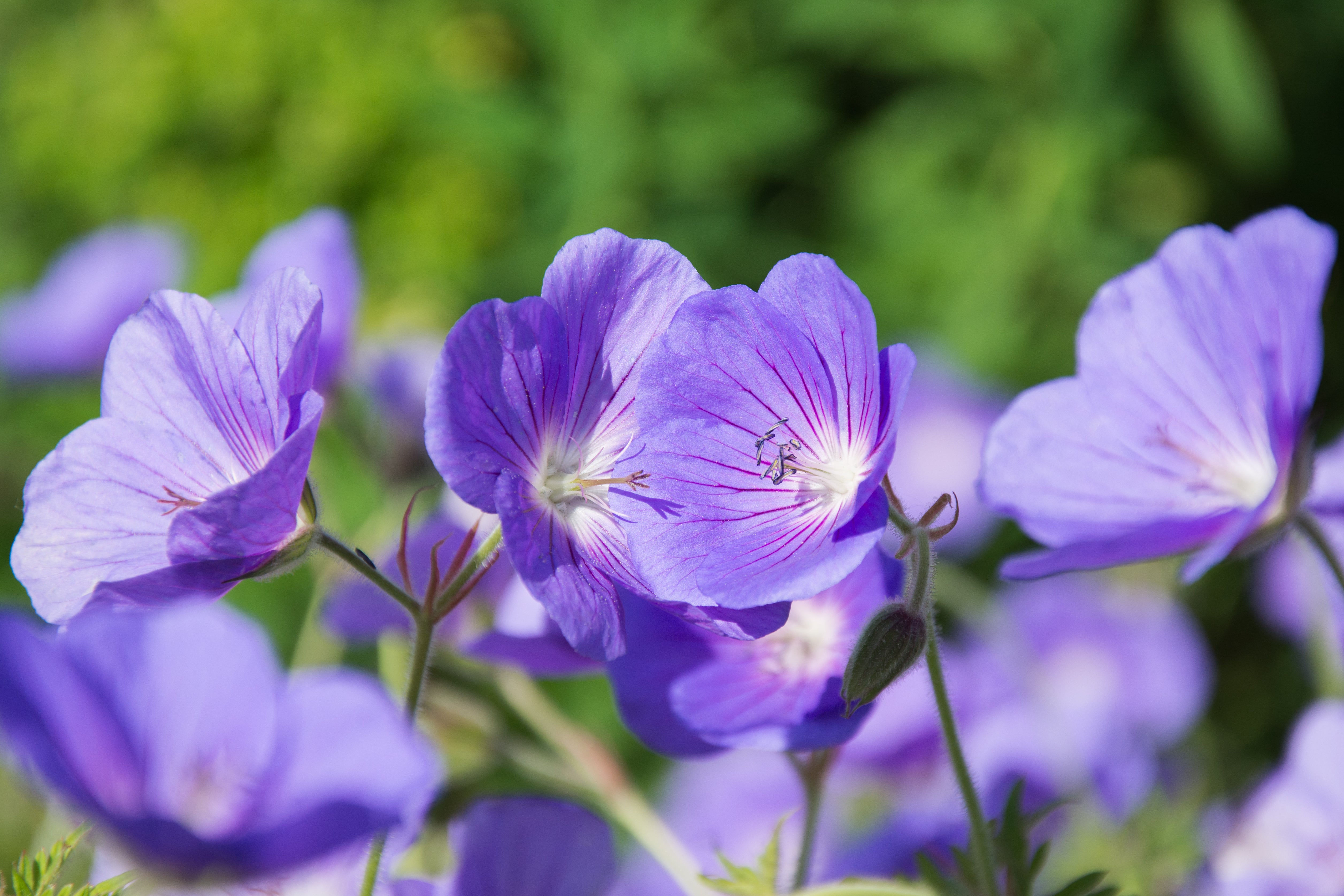 Geranium clarkei 'Kashmir Purple' / Clarkes Storchschnabel