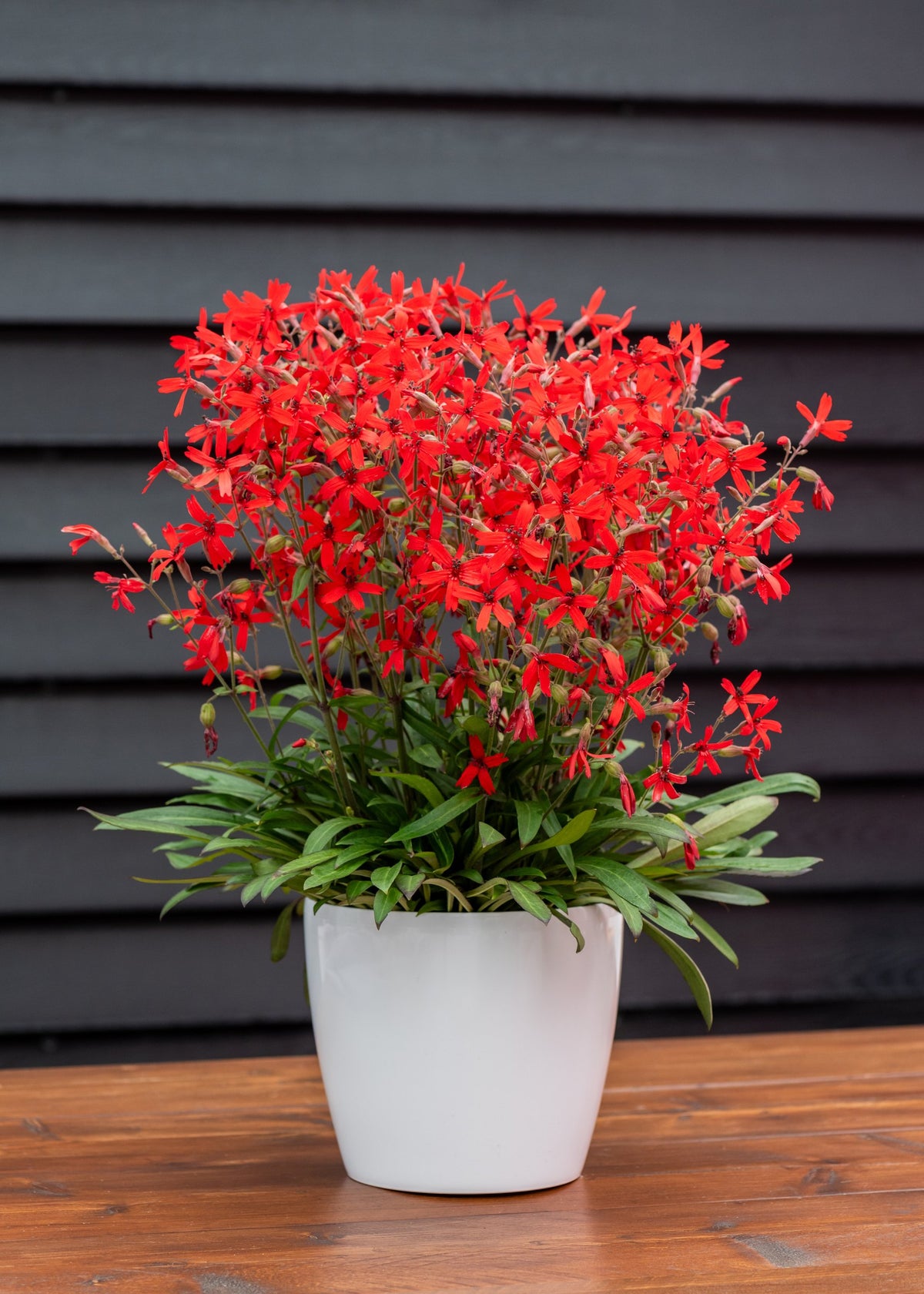 Silene virginica ‚Burning Heart‘ Feuernelke Staude mit leuchtend roten Blüten im weißen Topf vor dunkler Holzwand, von Stauden Gänge.