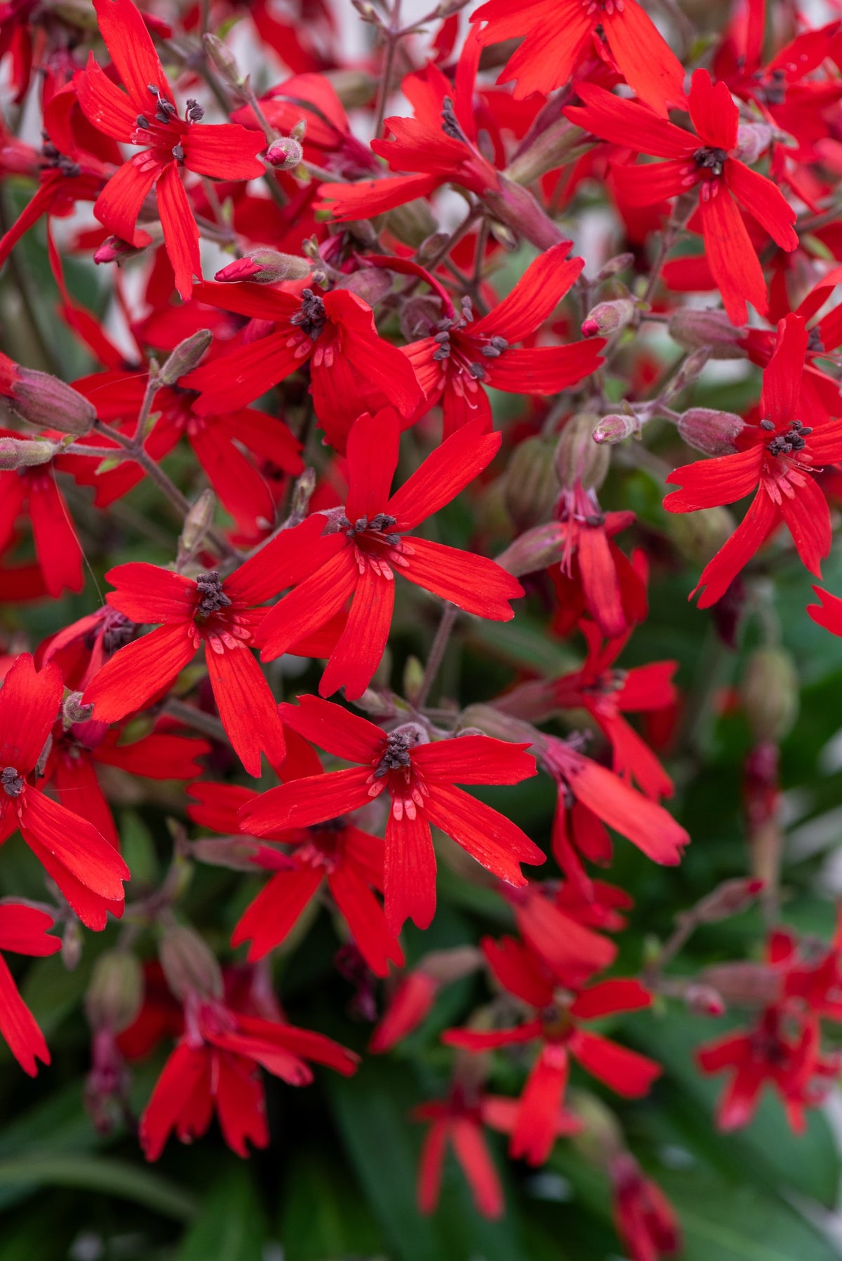 Dichter Blütenstand der Silene virginica ‚Burning Heart‘ Feuernelke mit vielen scharlachroten Sternblüten, von Stauden Gänge.