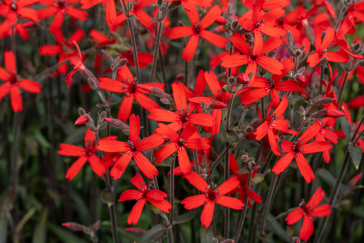 Rote Blüten der Silene virginica ‚Burning Heart‘ Feuernelke an dunklen Stielen im Beet, von Stauden Gänge.