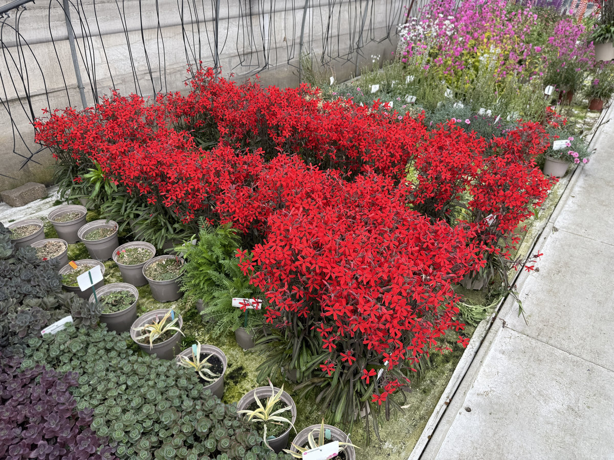 Blühender Bestand der Silene virginica ‚Burning Heart‘ Feuernelke in der Gärtnerei von Stauden Gänge.