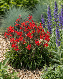Silene virginica ‚Burning Heart' Feuernelke mit scharlachroten Blüten neben blauem Steppensalbei und Blauschwingel im Staudenbeet, von Stauden Gänge.