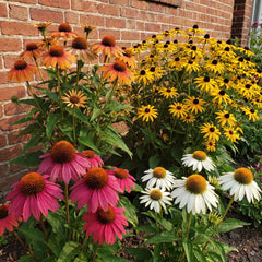 Sommerstauden vor einer Backstein-Hauswand: Echinacea in Pink, Weiß und Orange und goldgelbe Rudbeckia 'Goldsturm'