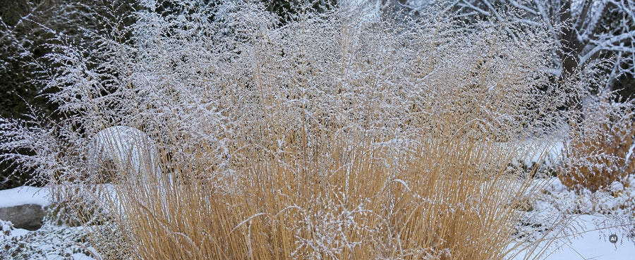 Ehrliches Winterfoto mit Raureif, kein kahler Schnitt