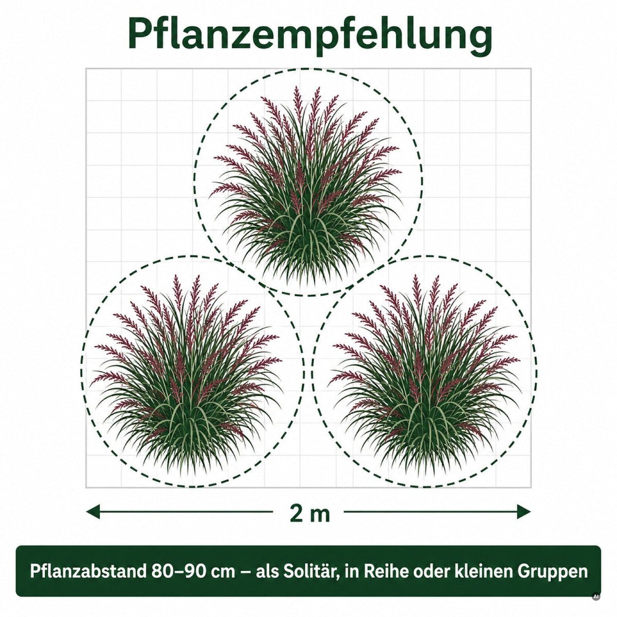 Pflanzempfehlung für Panicum virgatum 'Squaw': Pflanzabstand und Gruppenpflanzung