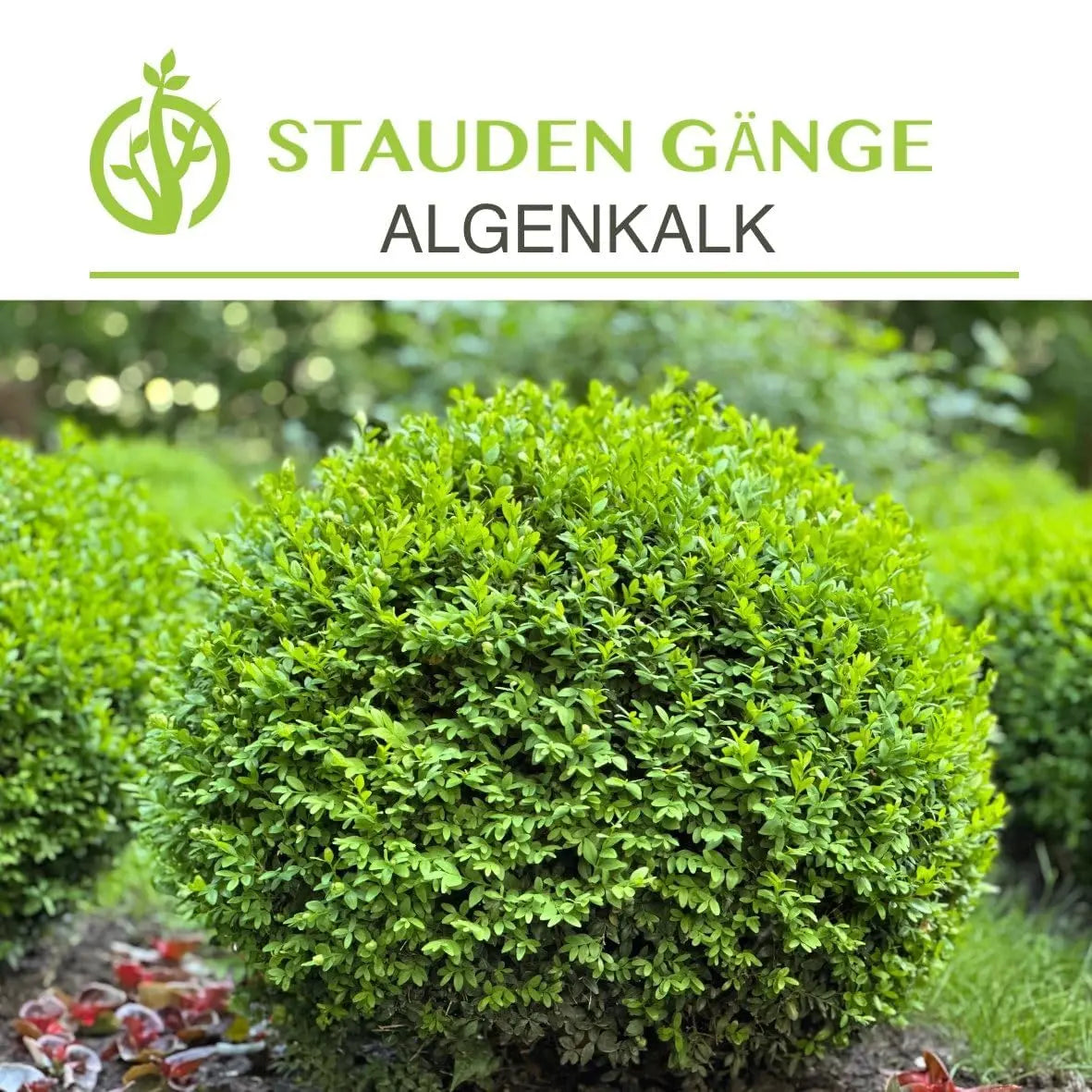 Stauden Gänge Algenkalk Pulver 1kg in umweltfreundlichem Papierbeutel, wiederverschließbar, für Garten und Pflanzenschutz