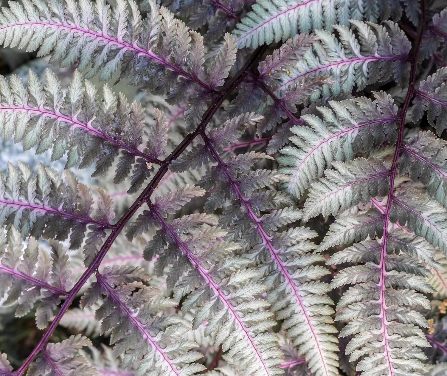 Regenbogenfarn Athyrium niponicum ‚Burgundy Lace‘ von Stauden Gänge mit silbrigen, burgunderfarbenen Blättern, im Garten.