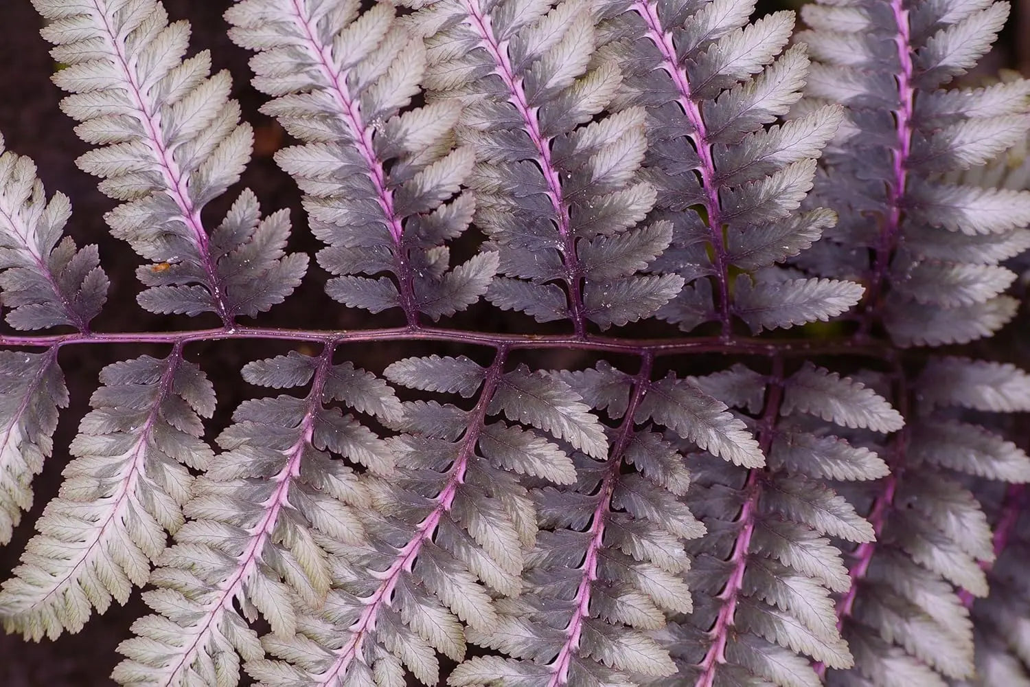 Regenbogenfarn Athyrium niponicum ‚Burgundy Lace‘ von Stauden Gänge mit silbergrünen und burgunderfarbenen Blättern