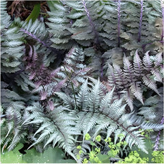 Athyrium niponicum 'Red Beauty', Regenbogenfarn, Stauden Gänge, grüner Farn mit roten und silbernen Blättern, im Garten.