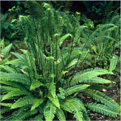 Rippenfarn Blechnum spicant von Stauden Gänge, grüne Farnblätter mit gefalteten Fiederblättchen, wächst im Garten.