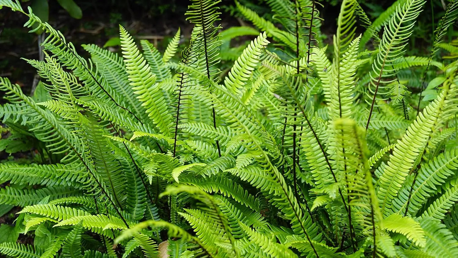 Grüner Rippenfarn (Blechnum spicant) vom Markenhersteller Stauden Gänge, mit gefiederten Blättern und schmalen Wedeln.