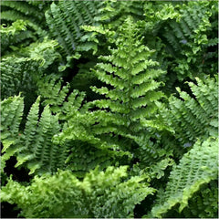 Dryopteris affinis 'Crispa Congesta', Goldschuppenfarn, Stauden Gänge, grüner Farn mit krausen, goldgelben Schuppen an den Blättern