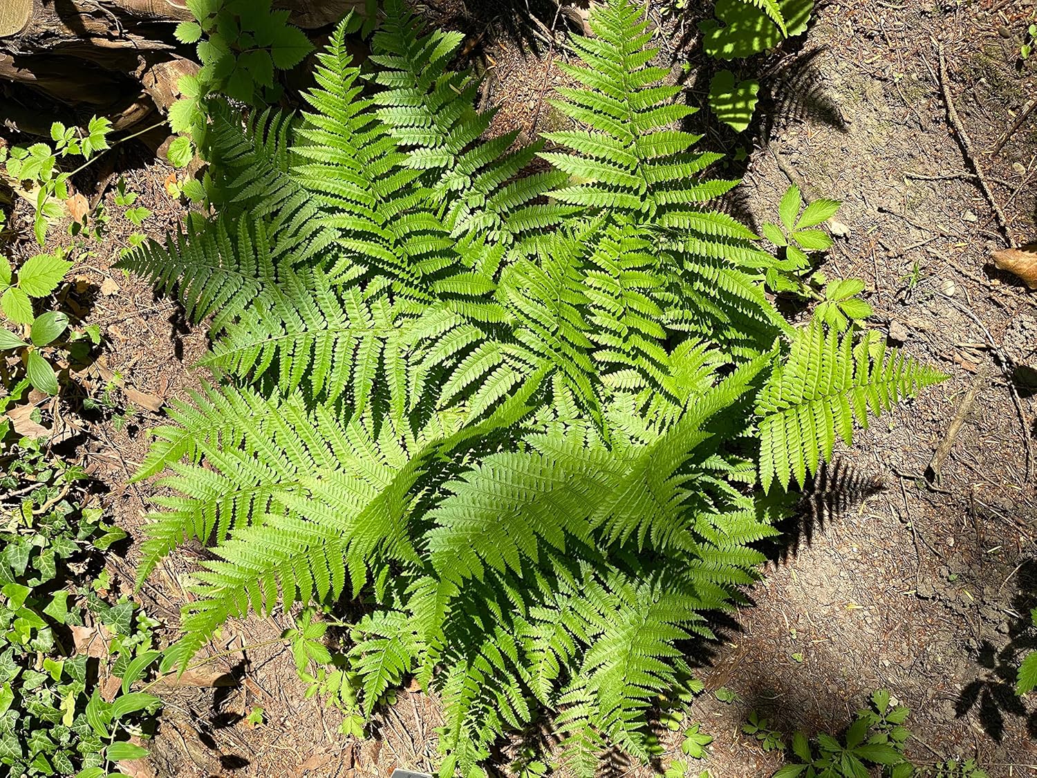Dryopteris affinis / Heimischer Goldschuppenfarn