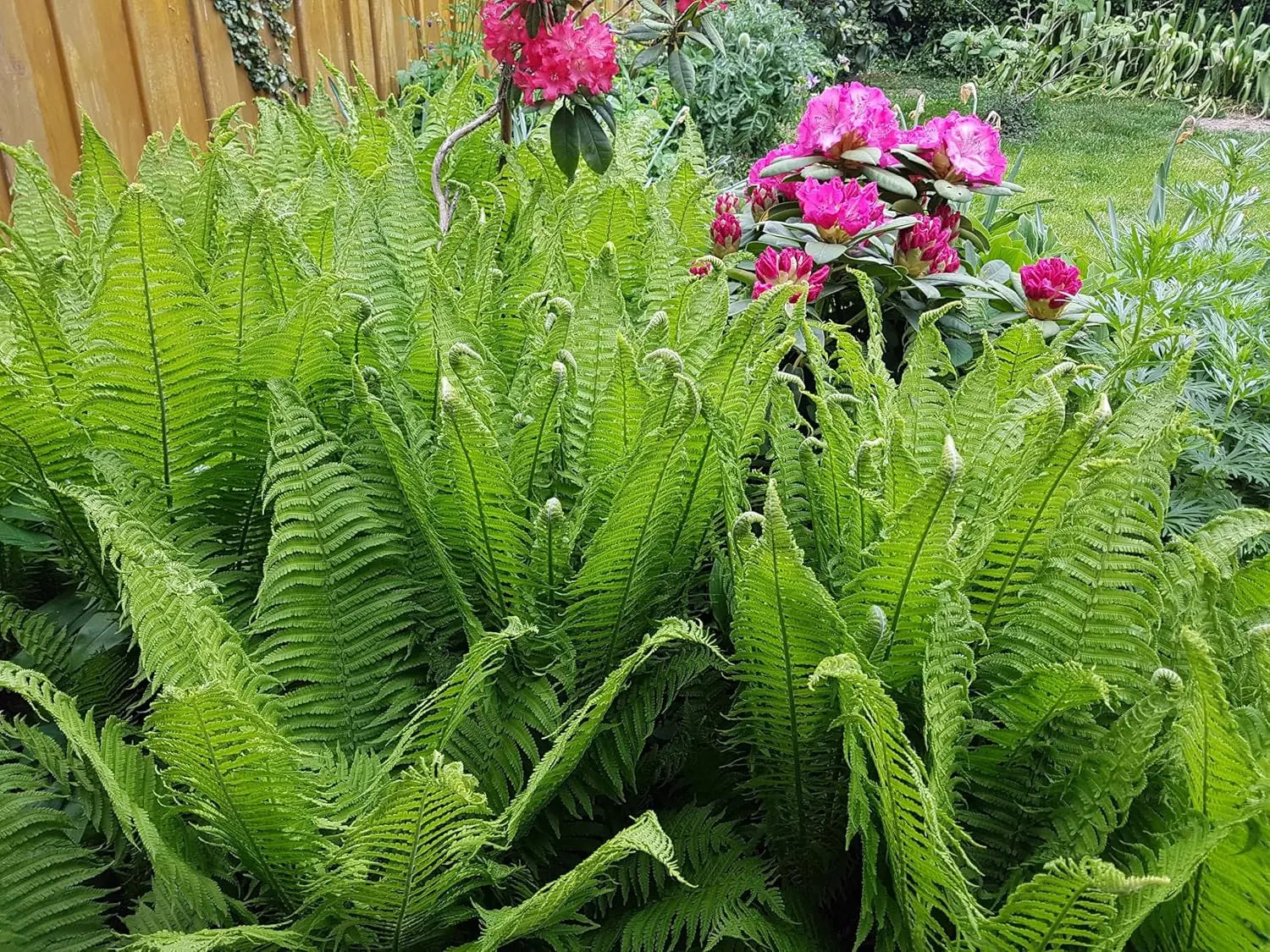 Stauden Gänge Matteuccia struthiopteris, Trichterfarn mit grünen, gefiederten Farnblättern, ideal für schattige Gartenbereiche.