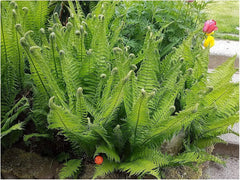 Matteuccia struthiopteris Trichterfarn von Stauden Gänge, grüner Farn mit fächerförmigen Blättern, ideal für Garten und Balkon