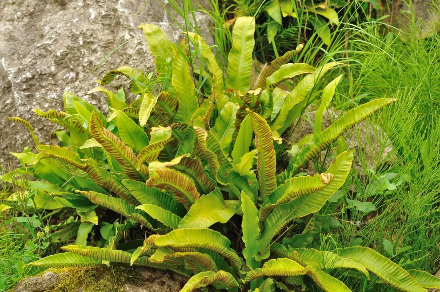 Hirschzungenfarn Phyllitis scolopendrium 'Angustifolium' von Stauden Gänge mit langen, schmalen grünen Farnblättern
