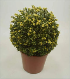 Stauden Gänge Ilex crenata 'Convexa' Kugel, 25-35 cm, grünes Gehölz mit runder Form, ideal für Gartendekoration