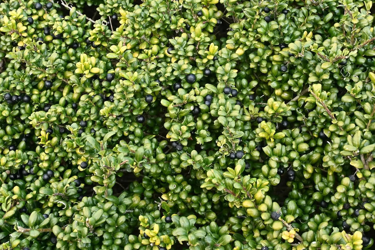 Ilex crenata 'Convexa' Kugel, 25-35 cm, grünes Gehölz, Löffel Ilex, von Stauden Gänge, in natürlicher Gartendarstellung