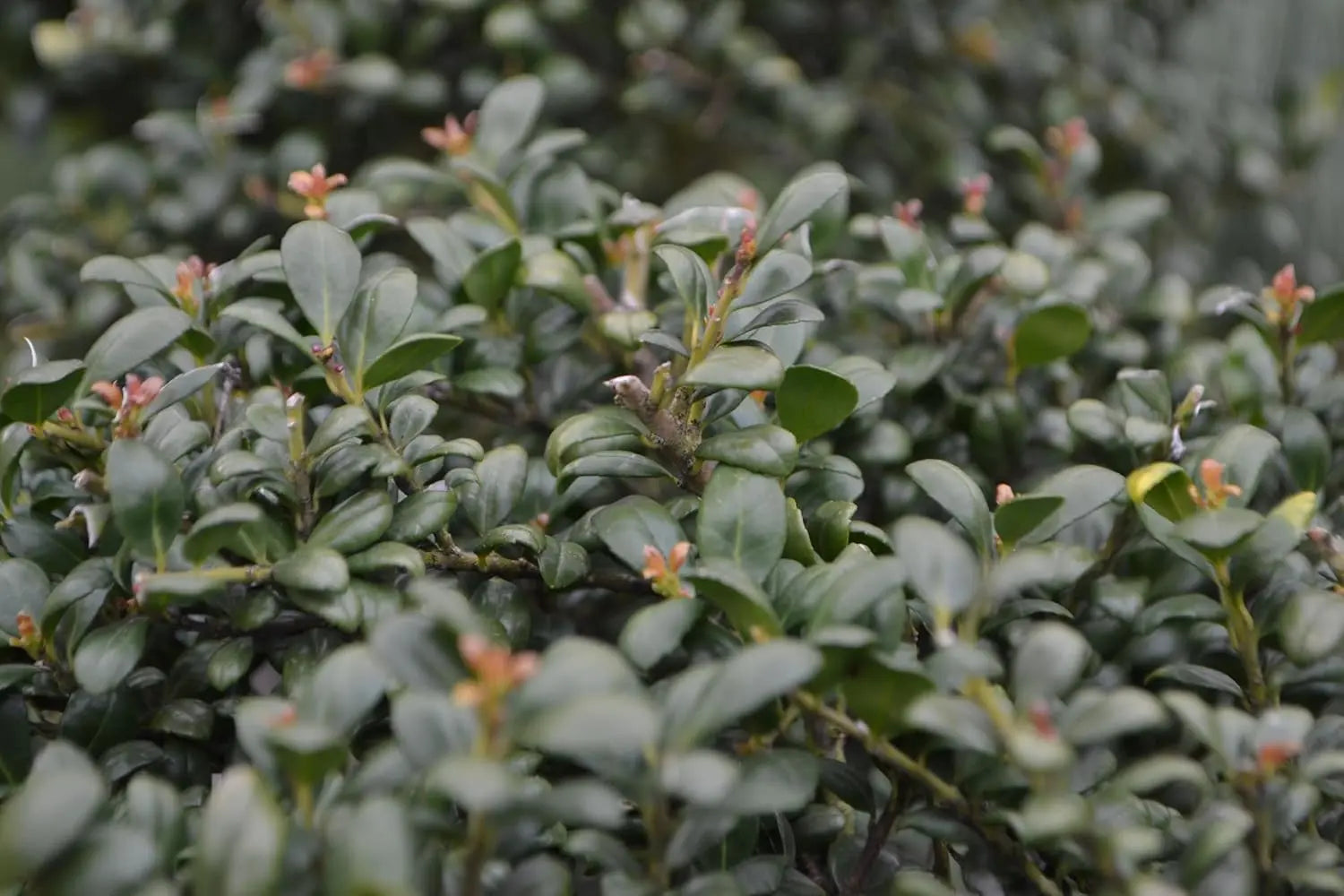 Ilex crenata 'Convexa' Kugel, 25-35 cm, Stauden Gänge, grünes Gehölz in Kugelform, mit Löffel-Form.