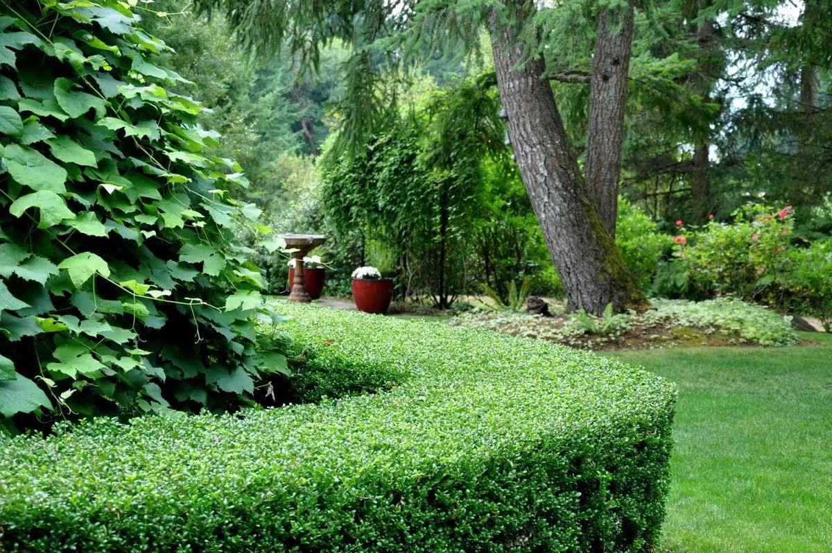 Japanischer Berg-Ilex 'Glory Gem' Gehölz von Stauden Gänge, grüne Blätter und kompakte Wuchsform sichtbar