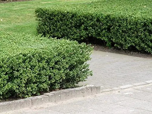Japanischer Berg-Ilex 'Glory Gem', Stauden Gänge Gehölz mit grünen, dichten Blättern, ideal als Heckenpflanze oder Zierstrauch.