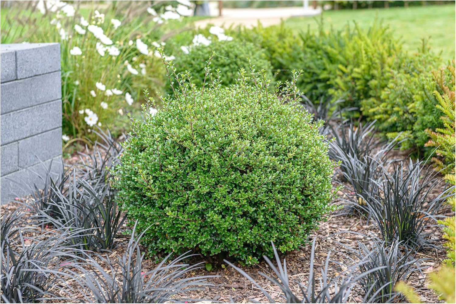 Ilex crenata 'Glory Gem' Kugel 25-35 cm / Japanischer Berg Ilex
