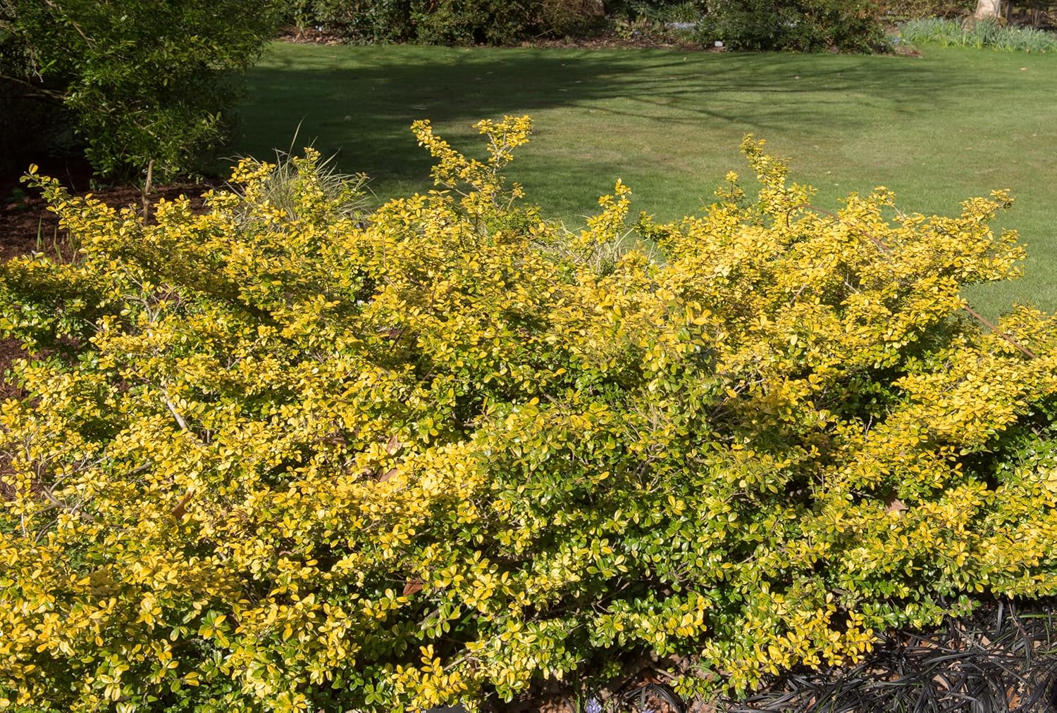 Gelber Berg Ilex 'Golden Gem', immergrünes Gehölz mit goldgelnen Blättern, von Stauden Gänge, im Garten.