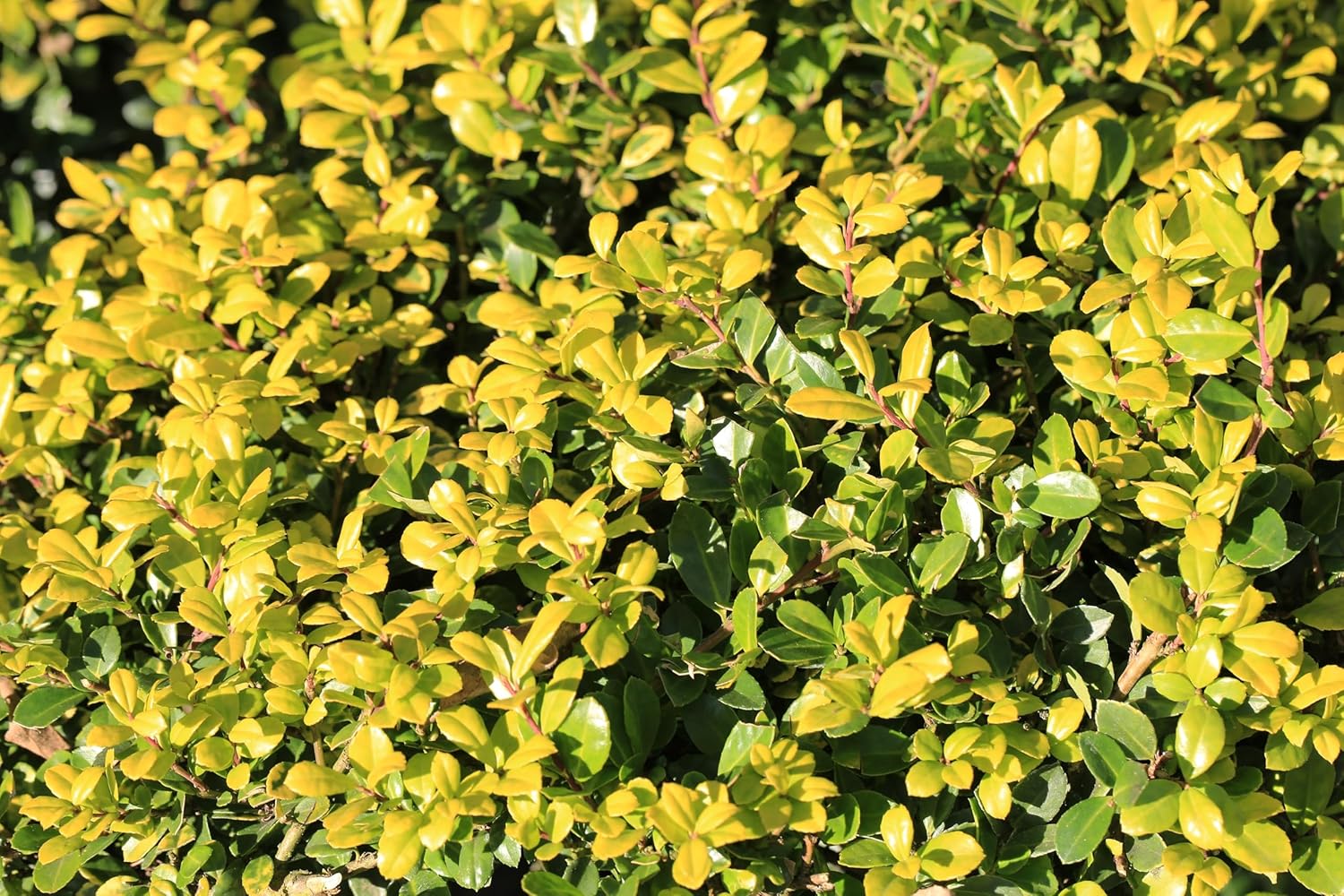 Gelber Ilex 'Golden Gem' Gehölz von Stauden Gänge, mit grünen und gelben Blättern, als Zierstrauch im Garten sichtbar.