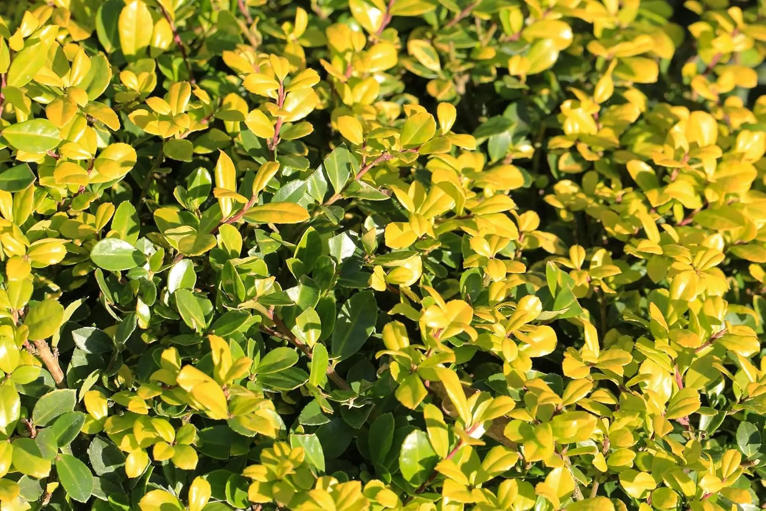 Geleber Ilex crenata 'Golden Gem' Kugel, 30-40 cm, Gehölz, gelber Berg-Ilex, natürliche Pflanzenform, Stauden Gänge
