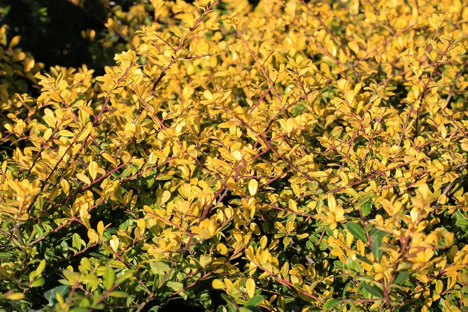 Gelber Ilex 'Golden Gem' Kugel, 30-40 cm, grünes Gehölz mit gelben Blättern, von Stauden Gänge.