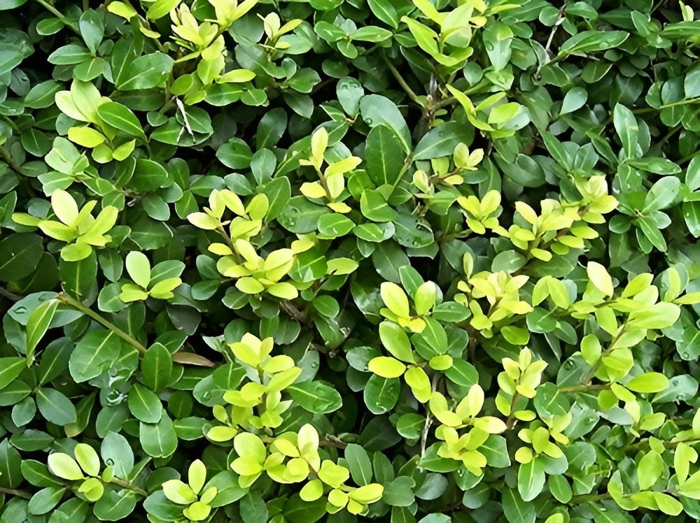 Japanischer Ilex crenata 'Green Hedge' Gehölz, grüne Blätter, perfekt für Hecken, von Stauden Gänge.