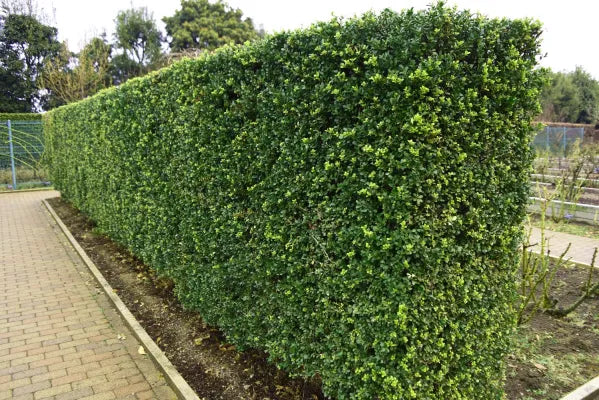 Dicht wachsendes Ilex crenata 'Green Hedge' Gehölz, Japanische Stechpalme, von Stauden Gänge, grüne Blätter, frisch und gepflegt