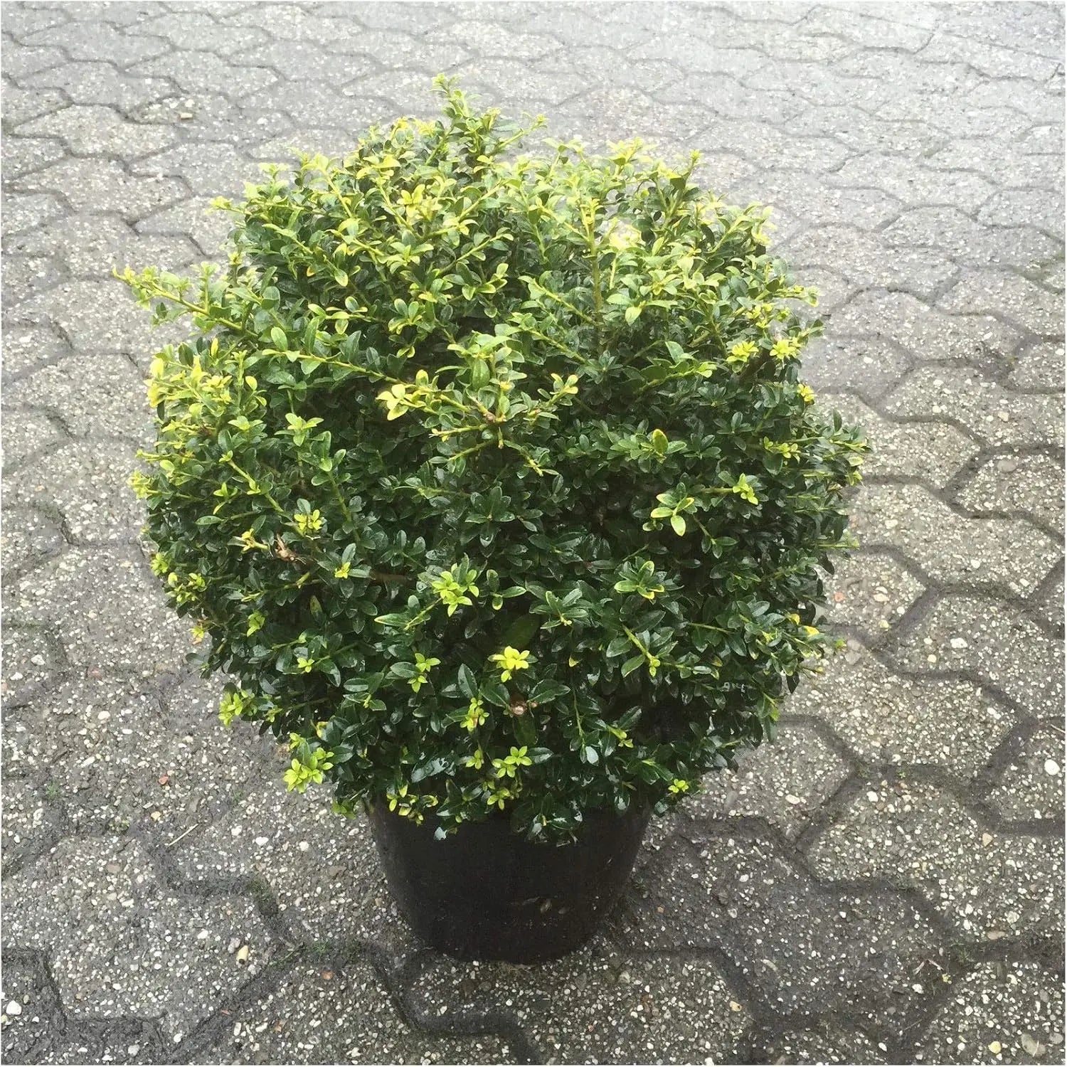 Gepflanzter Ilex crenata 'Stokes' Kugel, 25-35 cm, als Gehölz, mit grünen, dichten Blättern, von Stauden Gänge.
