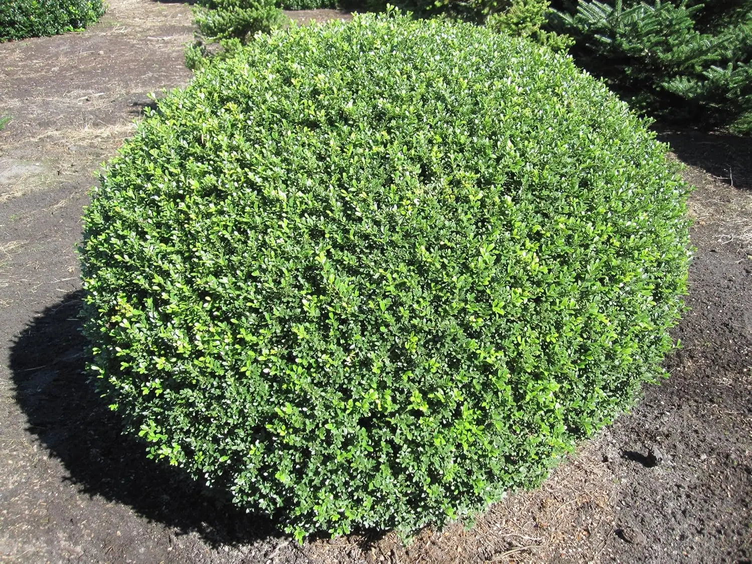 Berg Ilex Ilex crenata 'Stokes' Kugel, 25-35 cm, Gehölz, grüne kugelförmige Pflanze, Stauden Gänge