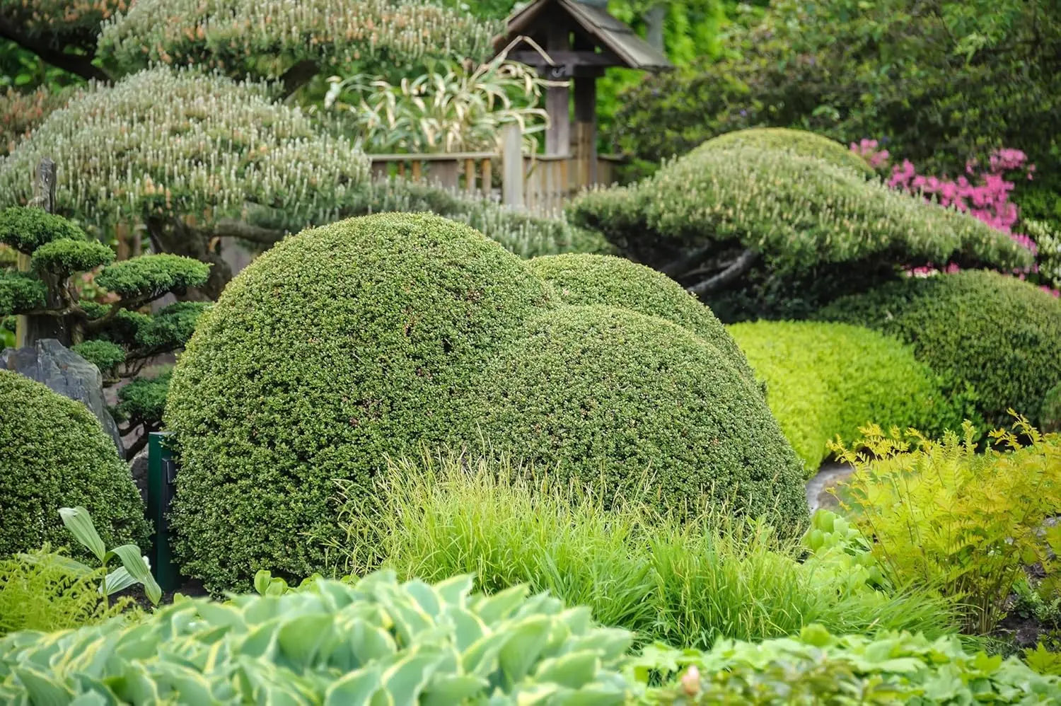 Kugelkugel aus Ilex crenata 'Stokes', 25-35 cm, Gehölz, mit dichtem, dunkelgrünem Laub, von Stauden Gänge.