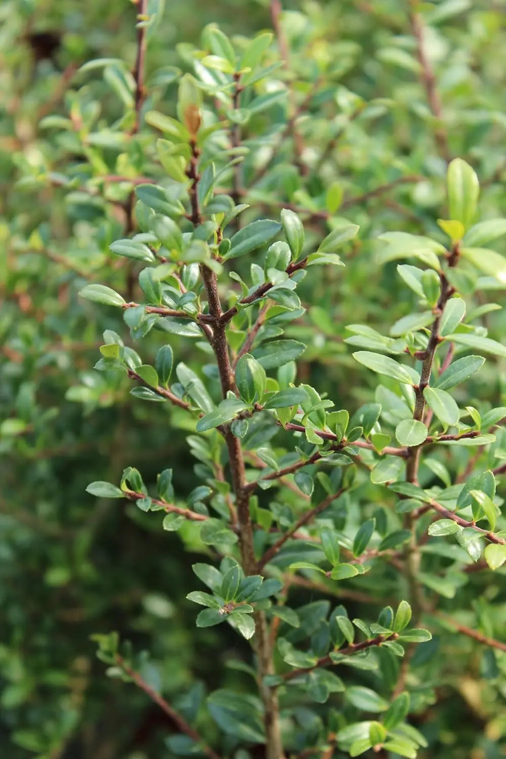 Kugelförmiger Ilex crenata 'Stokes' vom Berg-Ilex, 25-35 cm, Gehölz, grüne Laubpflanze, Stauden Gänge