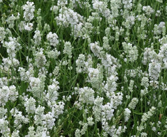 Gehölz Lavandula angustifolia 'Alba Nana' - Echter Lavendel, Stauden Gänge, mit silbrig-grünen Blättern und blauen Blüten.