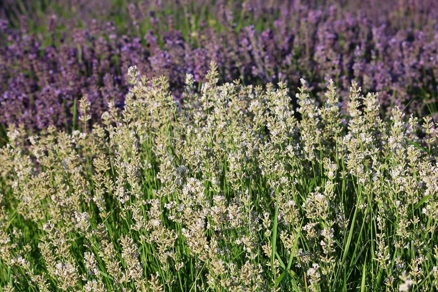 Gehölz Lavandula angustifolia 'Alba Nana' – Echter Lavendel mit silbergrünen Blättern und zarten lila Blüten, Stauden Gänge.