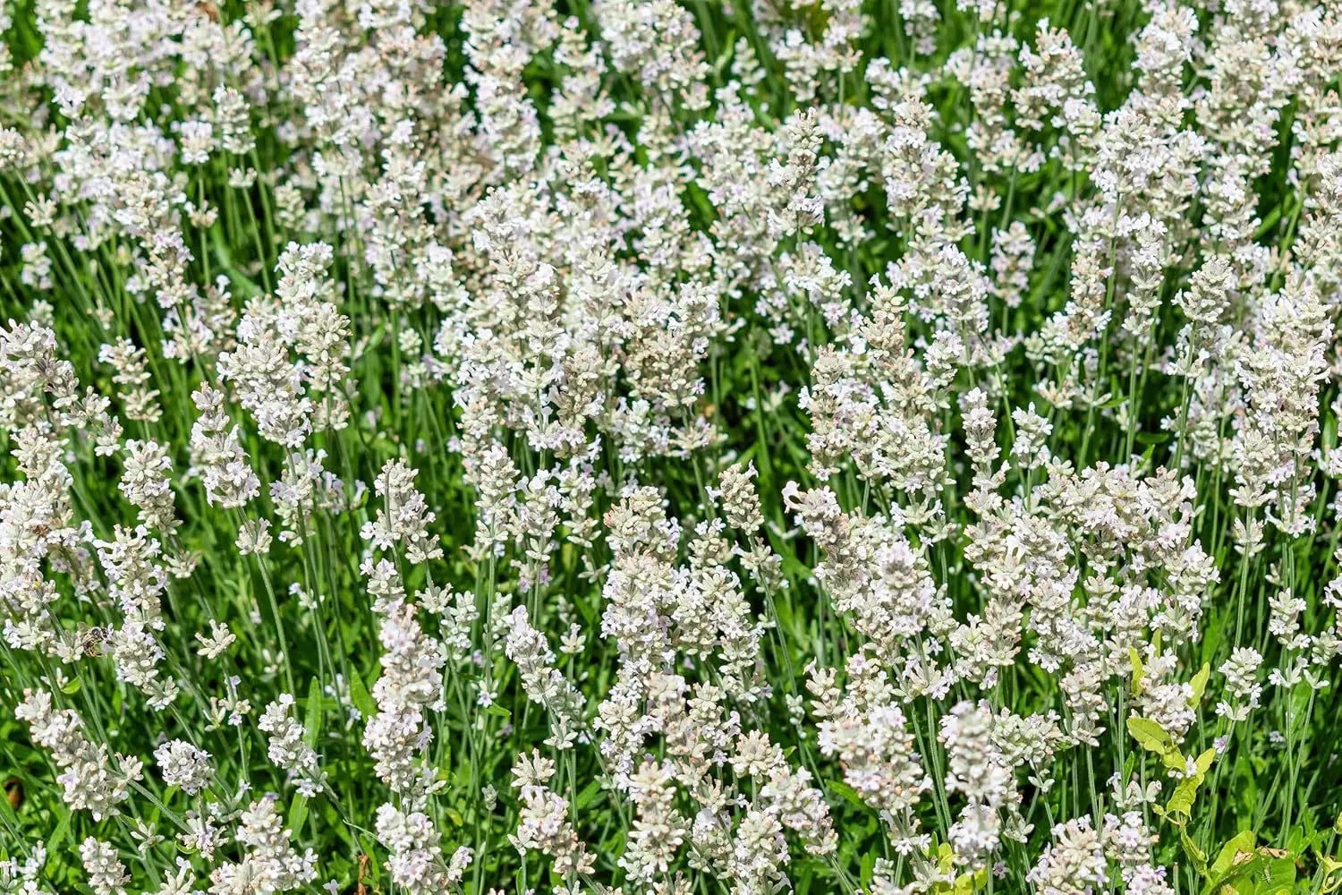 Echter Lavendel Lavandula angustifolia 'Alba Nana' als kleines Gehölz, mit silbrigen Blättern und blauen Blüten, Stauden Gänge.