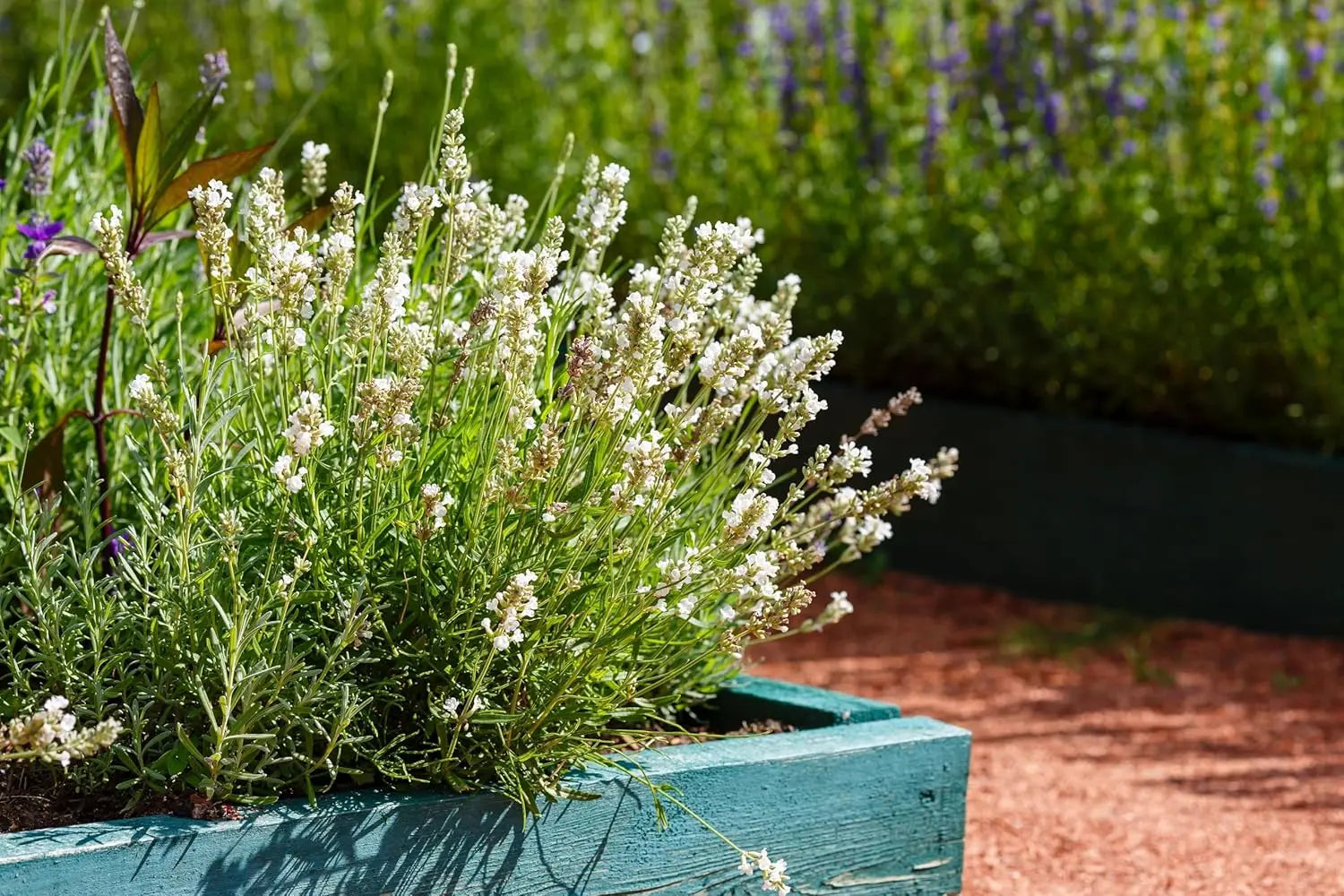 Echter Lavendel Gehölz Lavandula angustifolia 'Alba Nana' von Stauden Gänge, blühende Lavendelpflanze im Garten