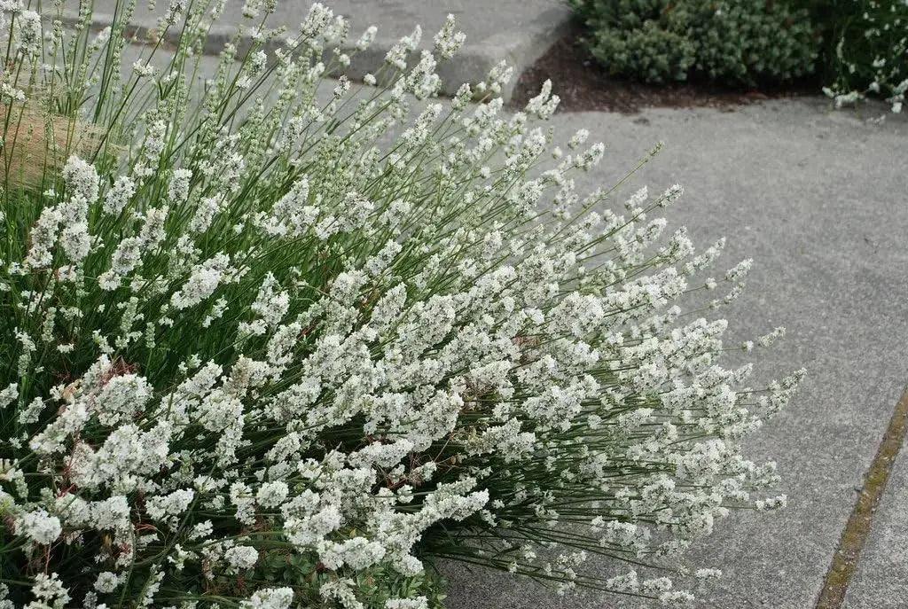 Gehölz Lavandula angustifolia 'Alba Nana' von Stauden Gänge, mit silbergrünen Blättern und weißen Lavendelblüten.