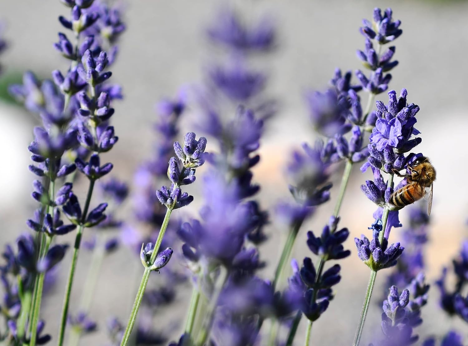 Lavandula angustifolia 'Dwarf Blue' / Echter Lavendel - Stauden Gaenge