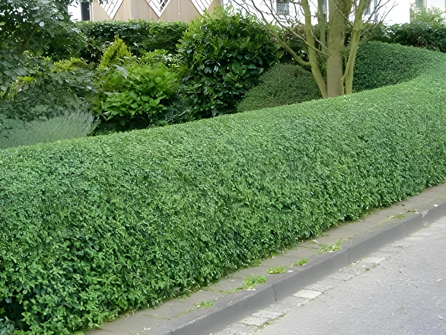 Buschiger Liguster (Ligustrum obtusifolium var. regelianum) als Gehölz, grüne Blätter, voller Wuchs, von Stauden Gänge.